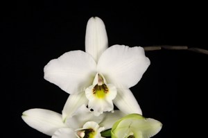 Laelia anceps White Magic HCC/AOS 78 pts.